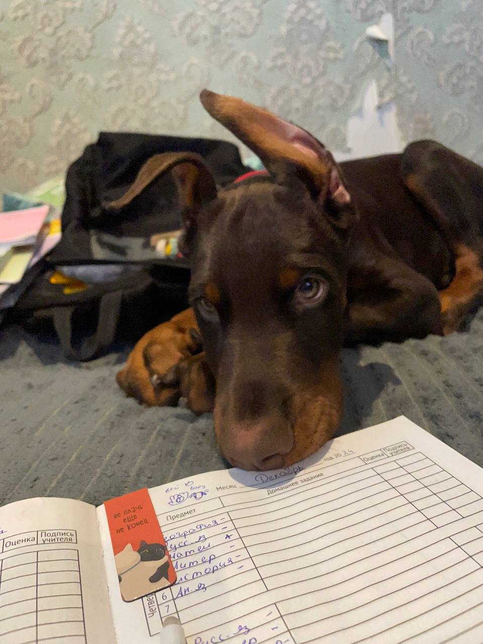 Изображение без подписи