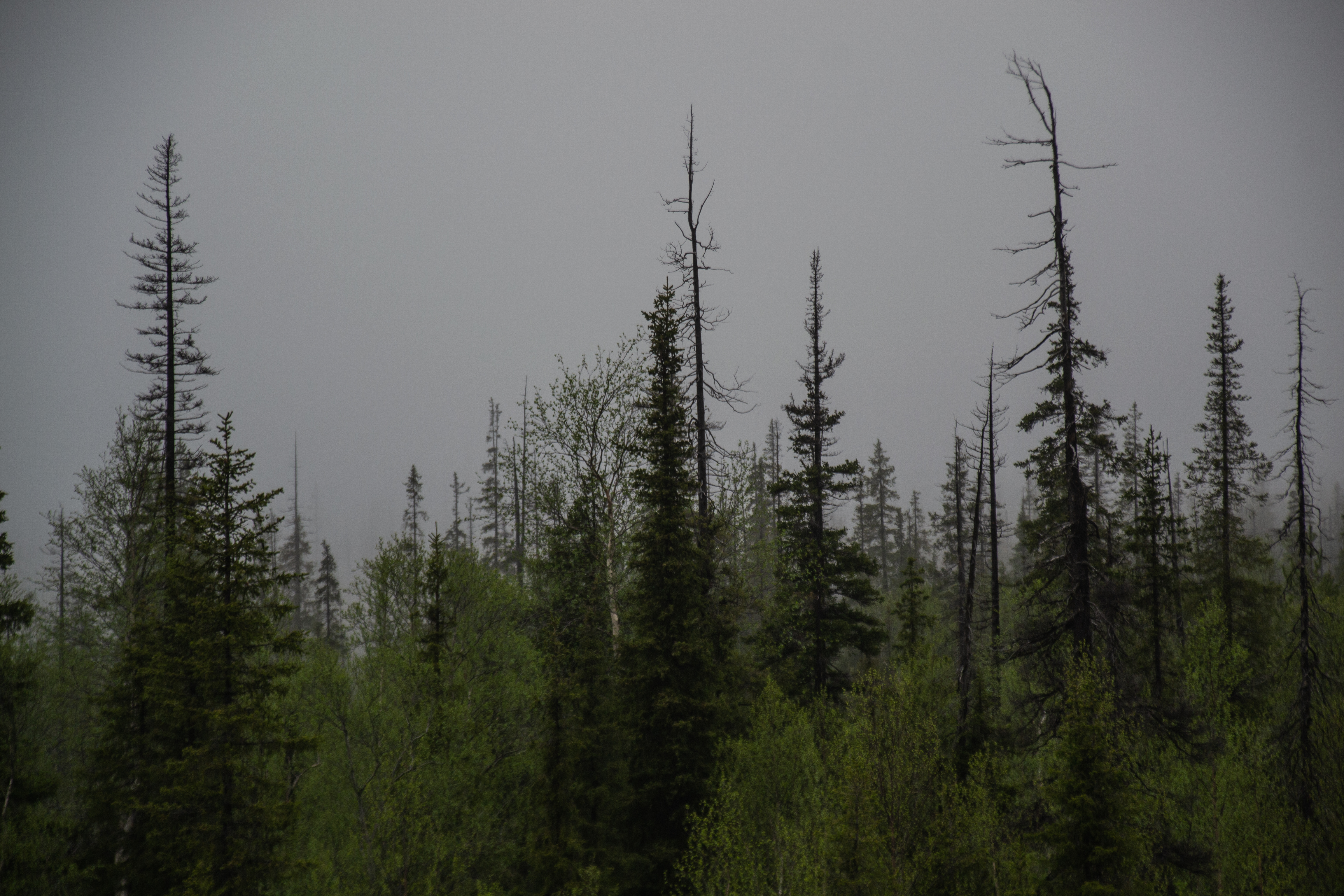 Изображение без подписи