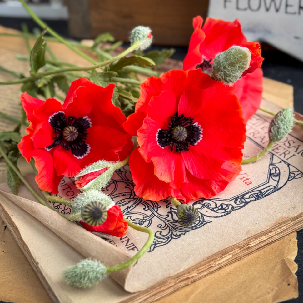 Изображение без подписи